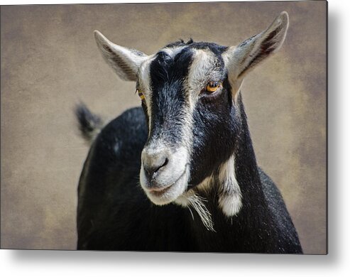 Goat Metal Print featuring the photograph Goat 2 by Susan McMenamin