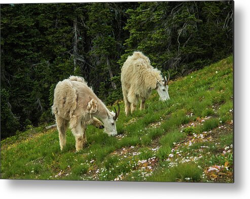 Olympic National Park Metal Print featuring the photograph Goat Garden by Doug Scrima