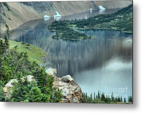 Hidden Lake Metal Print featuring the photograph Goats Overlooking Hidden Lake by Adam Jewell