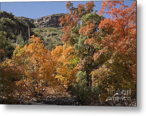 Guadalupe Mountains Metal Print featuring the photograph Gold in the Mountains by Melany Sarafis