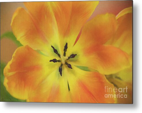 Tulip Metal Print featuring the photograph Gold Tulip Explosion by Teresa Wilson