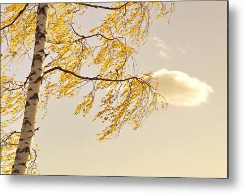 Autumn Metal Print featuring the photograph Golden birch leaves fluttering in a morning breeze by Ulrich Kunst And Bettina Scheidulin