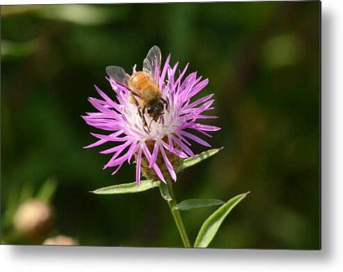 Outdoor Metal Print featuring the photograph Golden Boy-Bee at work by David Porteus