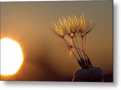 Dandelion Metal Print featuring the photograph Golden by Brad Boland