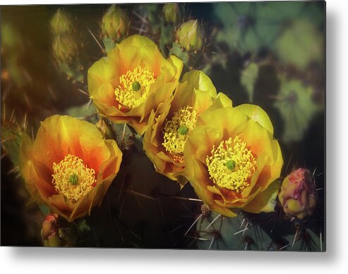 Prickly Pear Cactus Metal Print featuring the photograph Golden Cacti Flowers by Saija Lehtonen