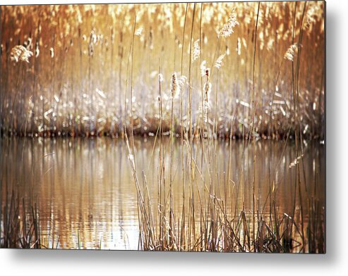 Wetland Metal Print featuring the photograph Golden Cattails by Angie Rea