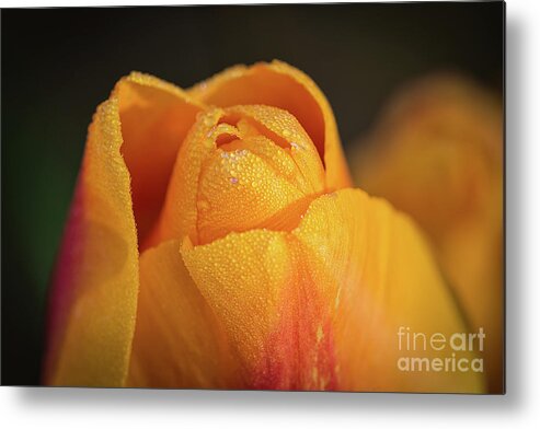 Tulip Metal Print featuring the photograph Golden by Craig Leaper