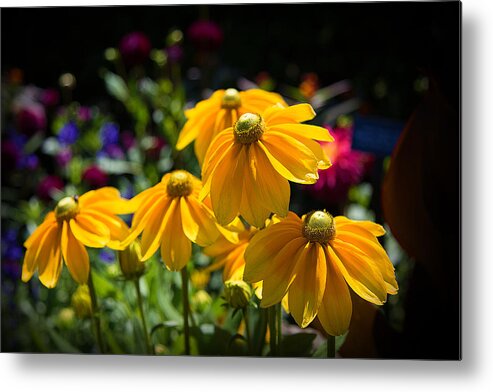 Yellow Flower Metal Print featuring the photograph Golden Glow by Milena Ilieva