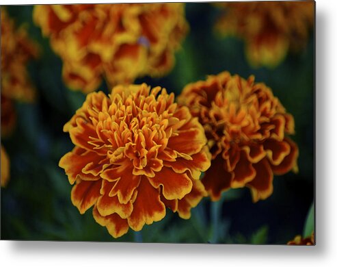 Marigold Metal Print featuring the photograph Golden Layers by Steve L'Italien
