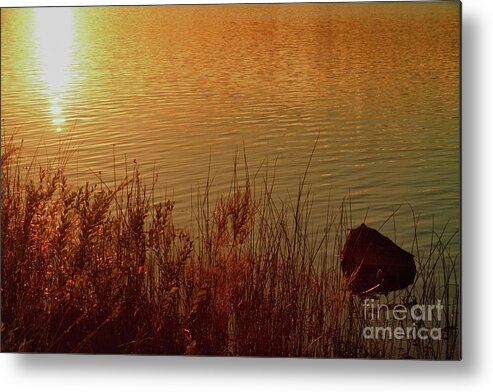 Golden Metal Print featuring the photograph Golden Light by James BO Insogna