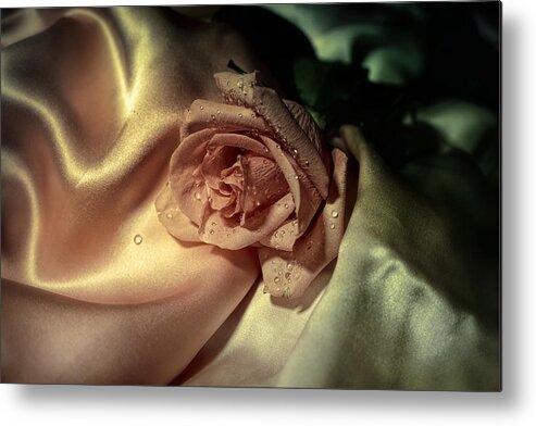 Rose Metal Print featuring the photograph Golden light over Rose by Lilia S