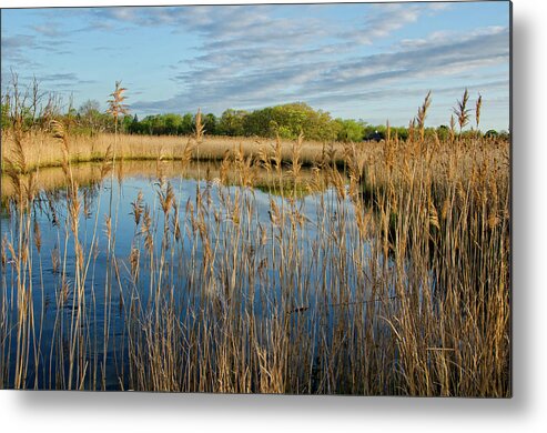 Water Metal Print featuring the photograph Golden Marsh by Donna Doherty