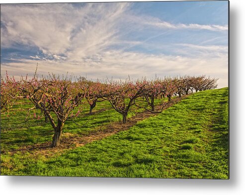 Orchards Metal Print featuring the photograph Golden Peach Tree Blossoms by Angelo Marcialis