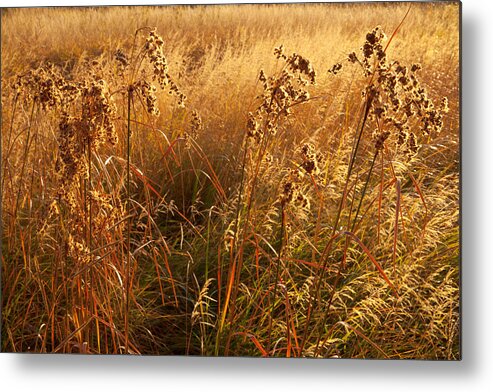 Kelly River Wilderness Metal Print featuring the photograph Golden Riverbank Grasses by Irwin Barrett
