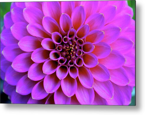 Flower Metal Print featuring the photograph Golden Tips by Emerita Wheeling