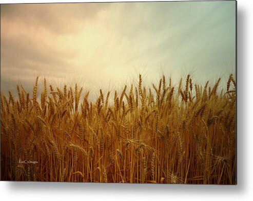 Wheat Metal Print featuring the photograph Golden Wheat by Kae Cheatham