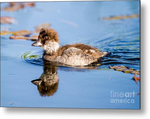 Common Goldeneye Metal Print featuring the photograph Goldeneye young by Torbjorn Swenelius