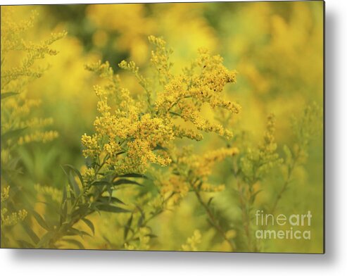 Goldenrod Dream Metal Print featuring the photograph Goldenrod Dream by Rachel Cohen