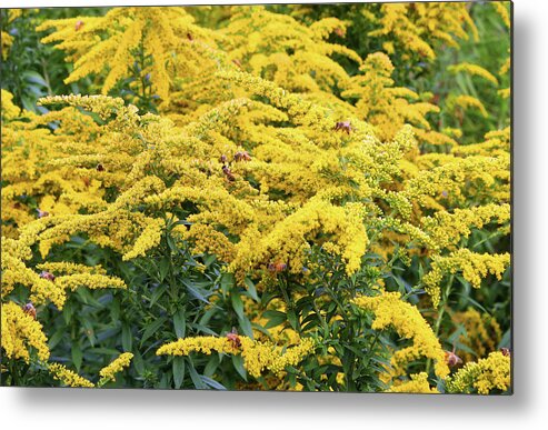 Flower Metal Print featuring the photograph Goldenrod with Bees by Ellen Tully