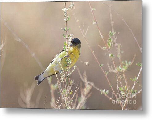 Goldfinch Metal Print featuring the photograph Goldfinch in Morning light by Ruth Jolly