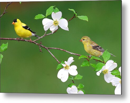 American Goldfinch Metal Print featuring the photograph Goldfinch Pair by Alan Lenk