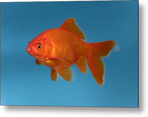 Mp Metal Print featuring the photograph Goldfish Carassius Auratus In Aquarium by Konrad Wothe