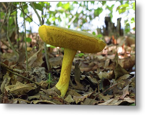Mushroom Metal Print featuring the photograph Goldstalk Mushroom by Paul Rebmann