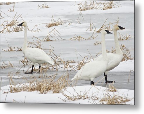 Snow Metal Print featuring the photograph Go Your Own Way by Michael Peychich