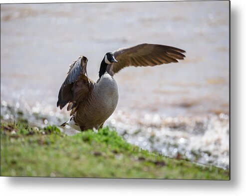 Goose Metal Print featuring the photograph Goose by Holden The Moment