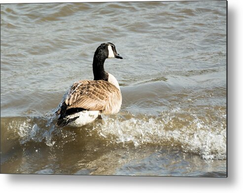 Goose Metal Print featuring the photograph Goose Rides A Wave by Holden The Moment