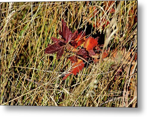Gooseberry Metal Print featuring the photograph Gooseberry in Fall by Ann E Robson