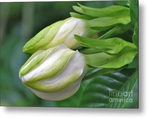 Gorgeous Metal Print featuring the photograph Best Buds Gorgeous Gardenia Flower Buds by Diann Fisher