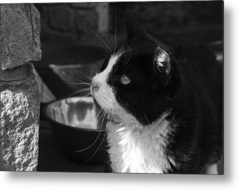 Gorgeous Metal Print featuring the photograph Gorgeous profile by Sandra Dalton