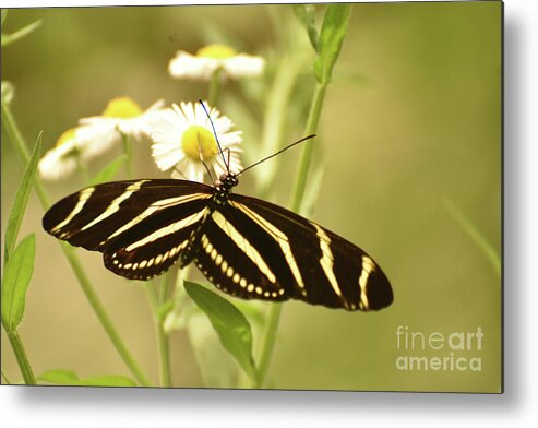 Zebra-butterfly Metal Print featuring the photograph Gorgeous Zebra Butterfly in the Beautiful Sunlight by DejaVu Designs