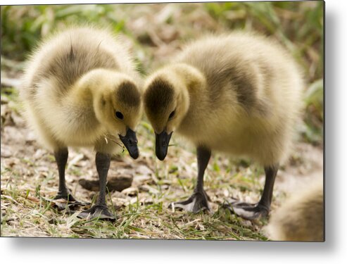 Goslings Metal Print featuring the photograph Goslings by Tracy Winter