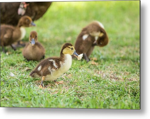 Photograph Metal Print featuring the photograph Got Bread by Jason Hughes