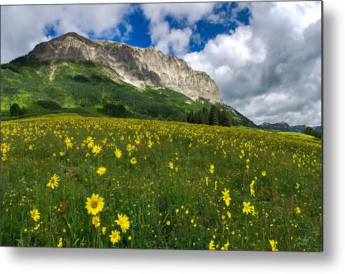 Wildflowers Metal Print featuring the photograph Gothic Mountain Wildflowers by Aaron Spong