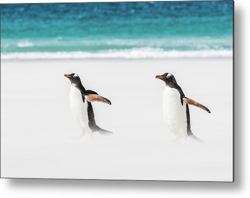 The Falklands Metal Print featuring the photograph Gentoo penguins caught in a sand storm. by Usha Peddamatham
