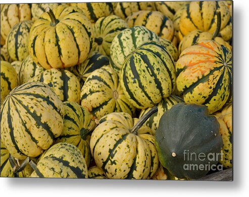 Food Metal Print featuring the photograph Gourd Harvest - Yellow and Green by Jason Freedman