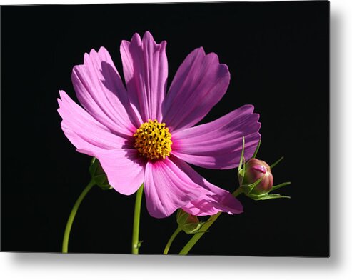 Bright Metal Print featuring the photograph Graceful Cosmo by Tammy Pool