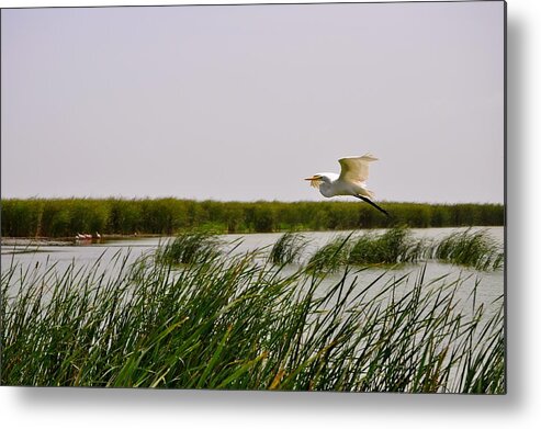 Crane Bird Print Metal Print featuring the photograph Graceful Flight by Kristina Deane