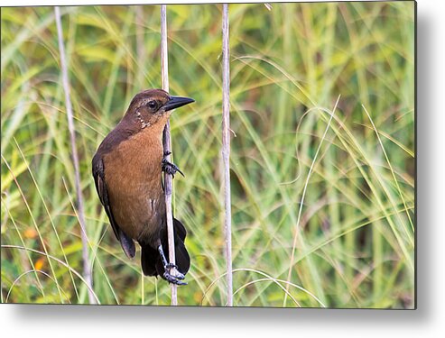 Wildlife Metal Print featuring the photograph Grackle In The Reeds by Kenneth Albin