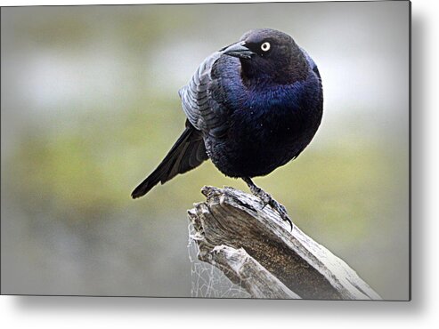 Birds Metal Print featuring the photograph Grackle Resting by AJ Schibig