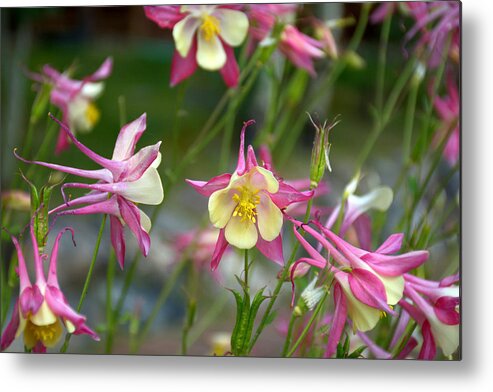 Grand Metal Print featuring the photograph Grand Lake Floral Study 6 by Robert Meyers-Lussier