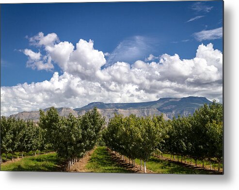 Colorado Metal Print featuring the photograph Grand Valley Orchards by Teri Virbickis