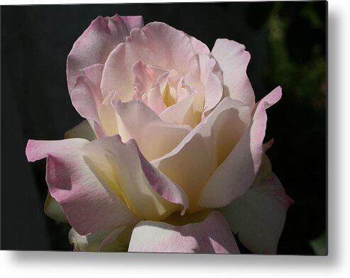 Rose Metal Print featuring the photograph Grandma Frieda by Tammy Pool