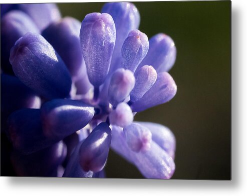 Jay Stockhaus Metal Print featuring the photograph Grape Hyacinth by Jay Stockhaus