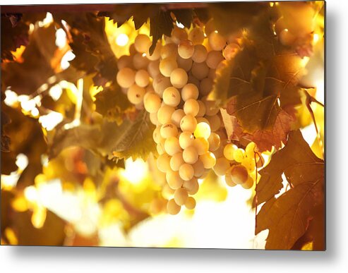 Grape Metal Print featuring the photograph Grapes Filled with Sun by Jenny Rainbow