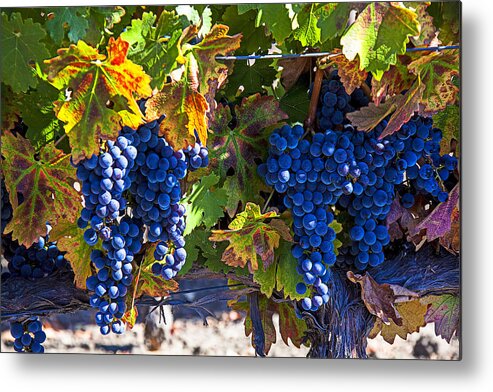 Grapes Metal Print featuring the photograph Grapes ready for harvest by Garry Gay
