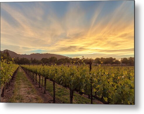 Nature Metal Print featuring the photograph Grapevines and The Sunset by Jonathan Nguyen